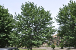 Acer rubrum 'Somerset' — photo 2